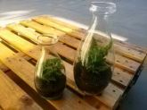 Terrário Fechado formato de garrafa
