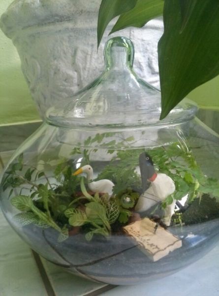 Terrario: leve pra casa um mini pantanal