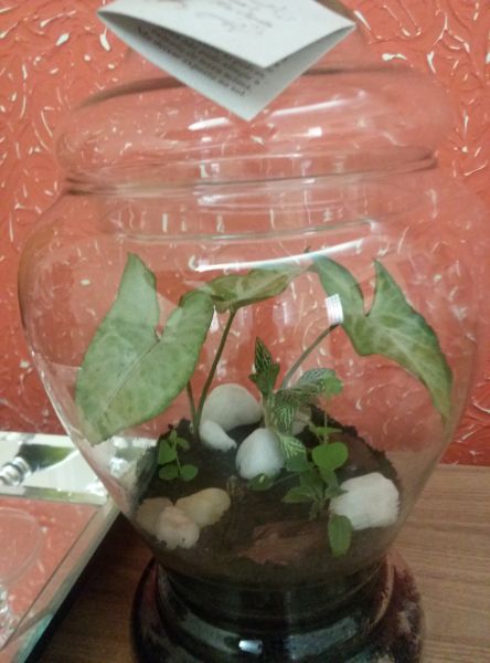 Decoraçao terrario pote julia M