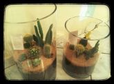Conjunto de terrários