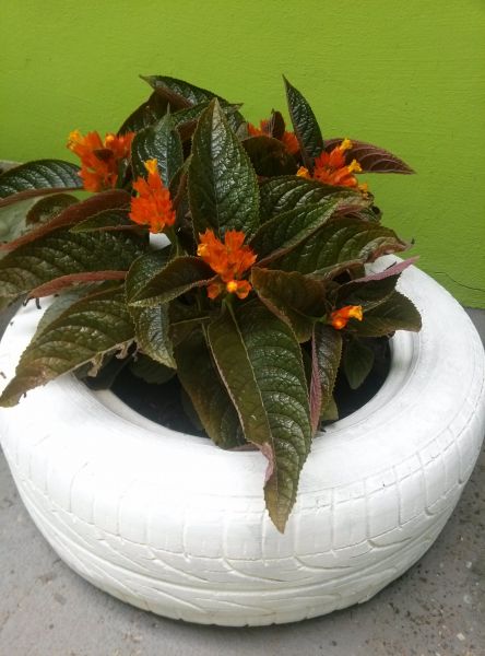 Linha sustentabilidade