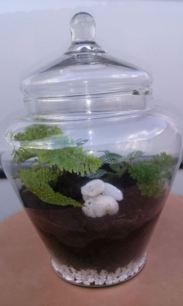 mini floresta