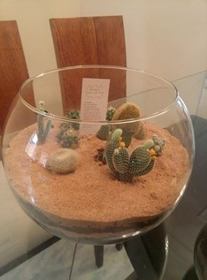 Deserto de cactus
