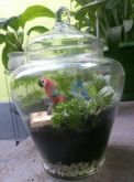 terrario mini floresta