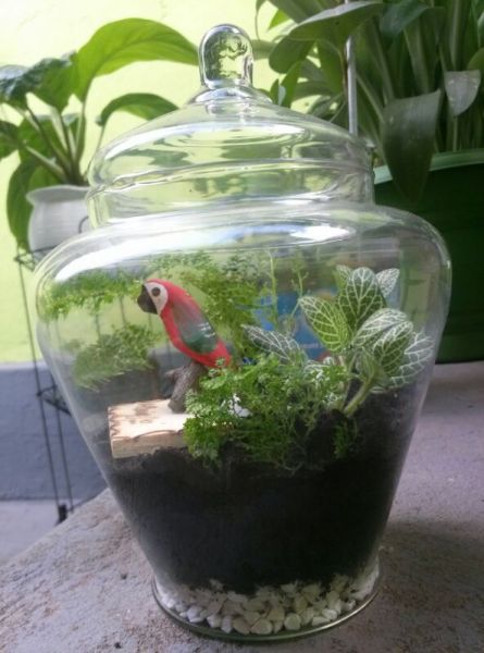 terrario mini floresta