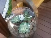 Terrário de Suculenta
