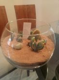 Deserto de cactus