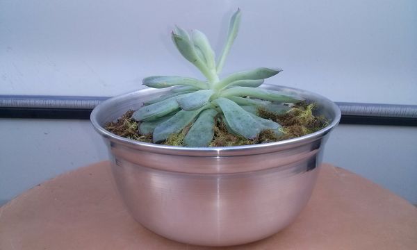 terrario para decorar lavabo