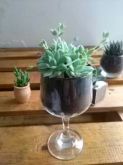 Lembrança taça de suculenta