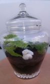 mini floresta