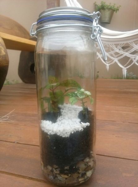Terrario fechado