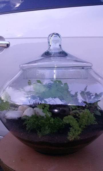 Terrario fechado com várias plantinhas ornamentais