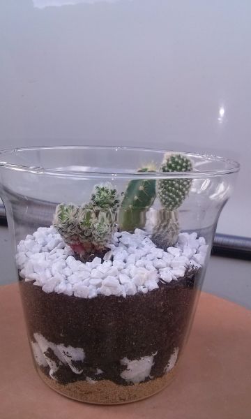 terrario aberto