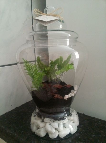 Terrario vidro Julia