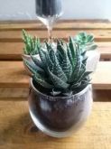 Terrário no copo