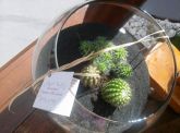 Cactus terrario aberto