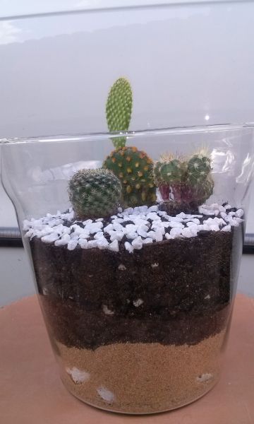 terrario aberto