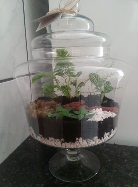 Terrario vidro Marrocos