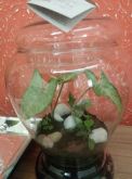 Decoraçao terrario pote julia M