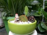 terrario aberto de porcelana para Natal