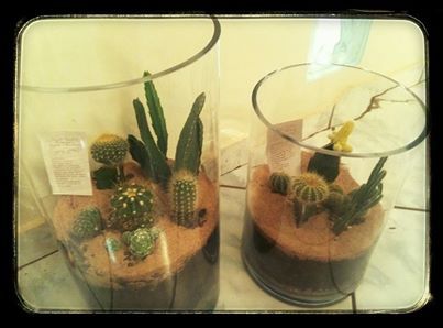 Conjunto de terrários